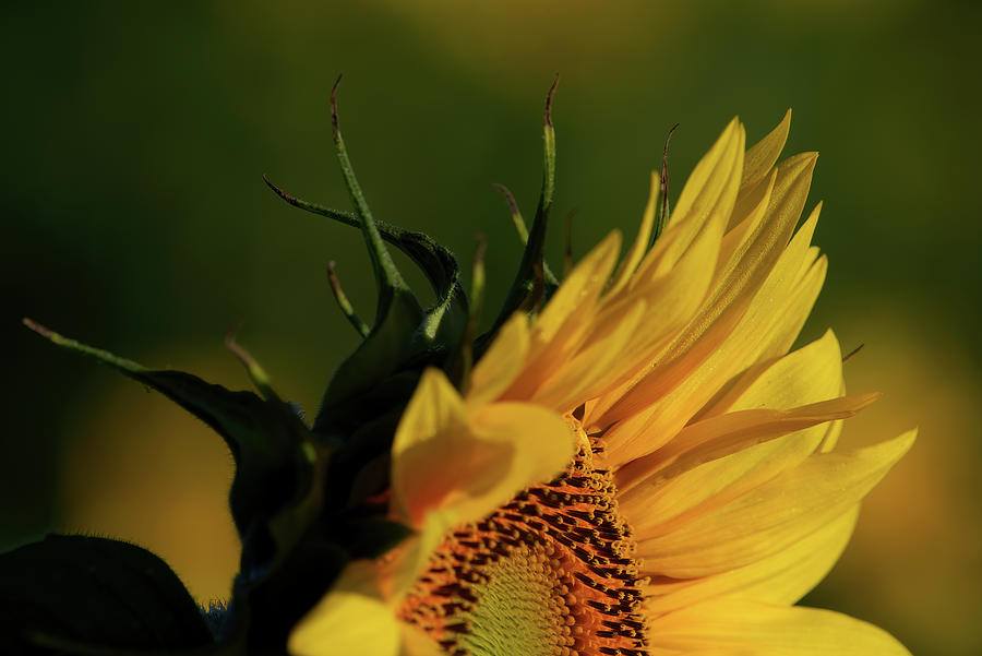 Sunflower Profile Top-half Photograph by Flinn Hackett