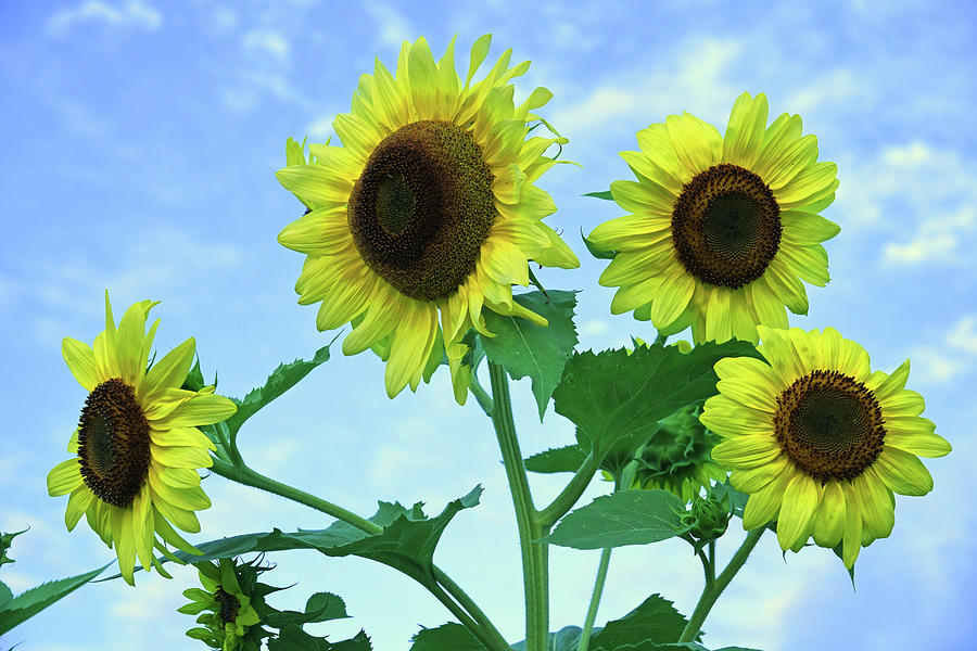 Sunflower Quartet Photograph