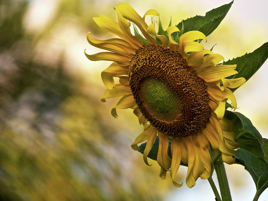 Sunflower Photograph by Rachel Morrison