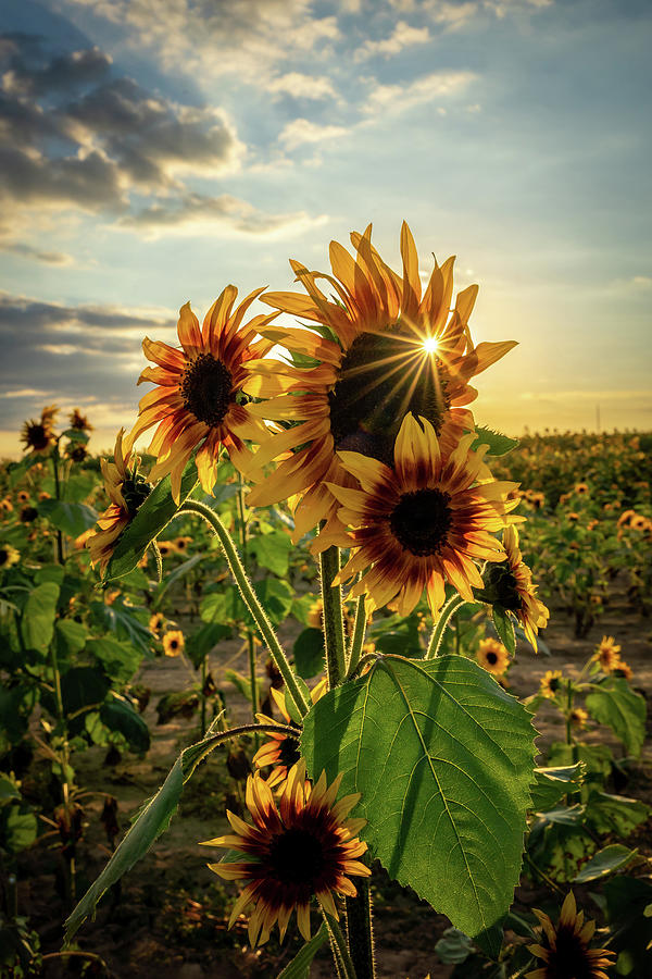 Sunflower Radiance 1 Photograph by Brian Limoco - Fine Art America