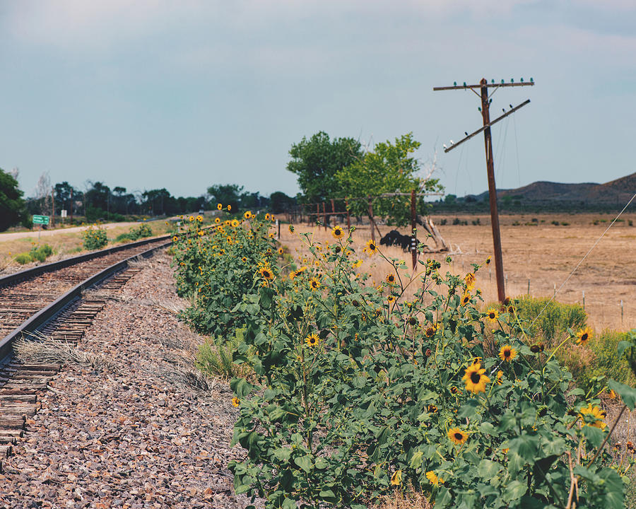 Sunflower Railroad Photograph by Ray Devlin