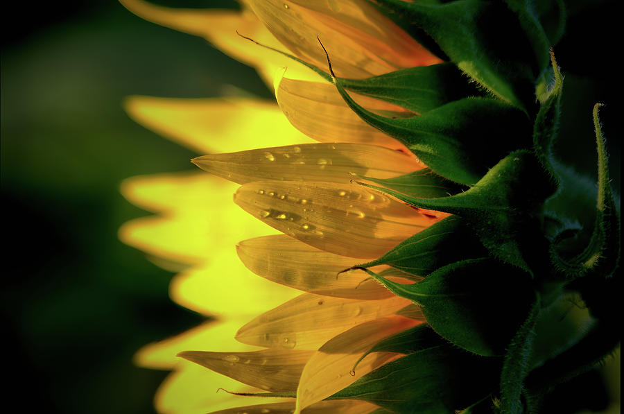 Sunflower rain and fire Photograph by Buddy Scott