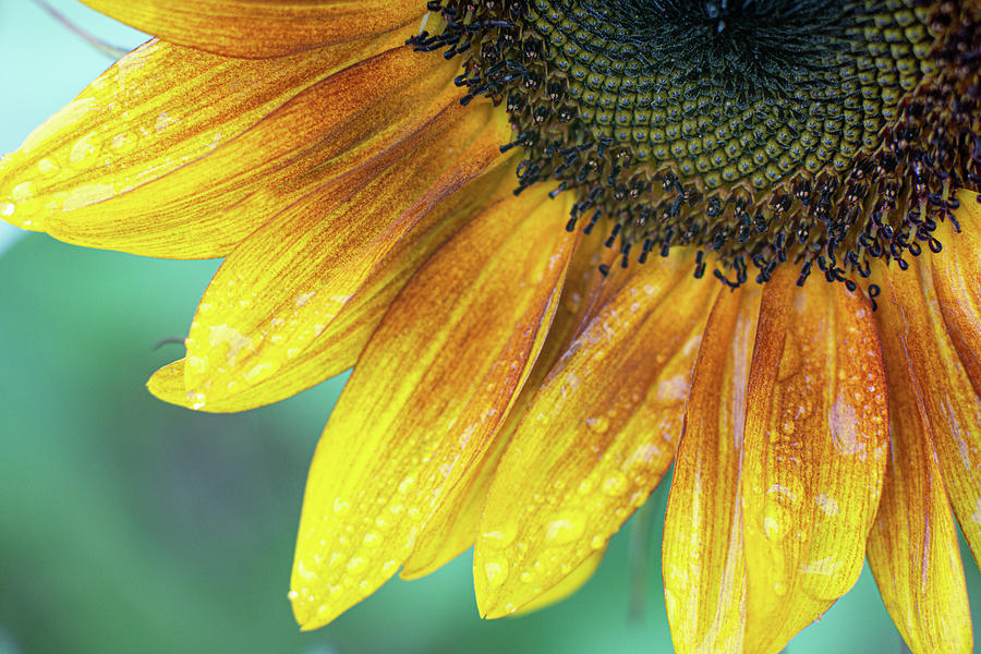 Sunflower Rain Photograph by Julie Rogness | Fine Art America