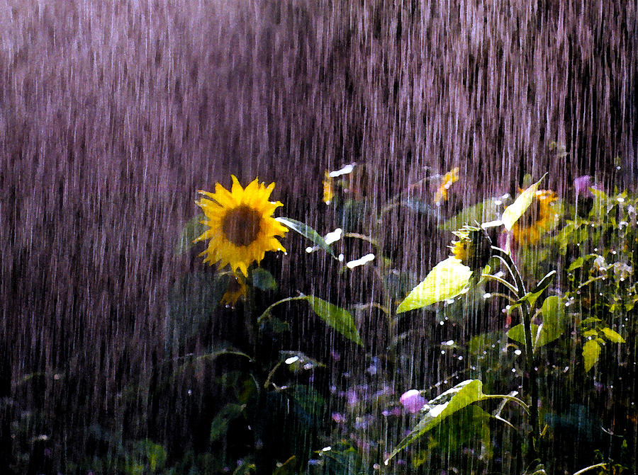 Sunflower Rain Photograph by Wayne King