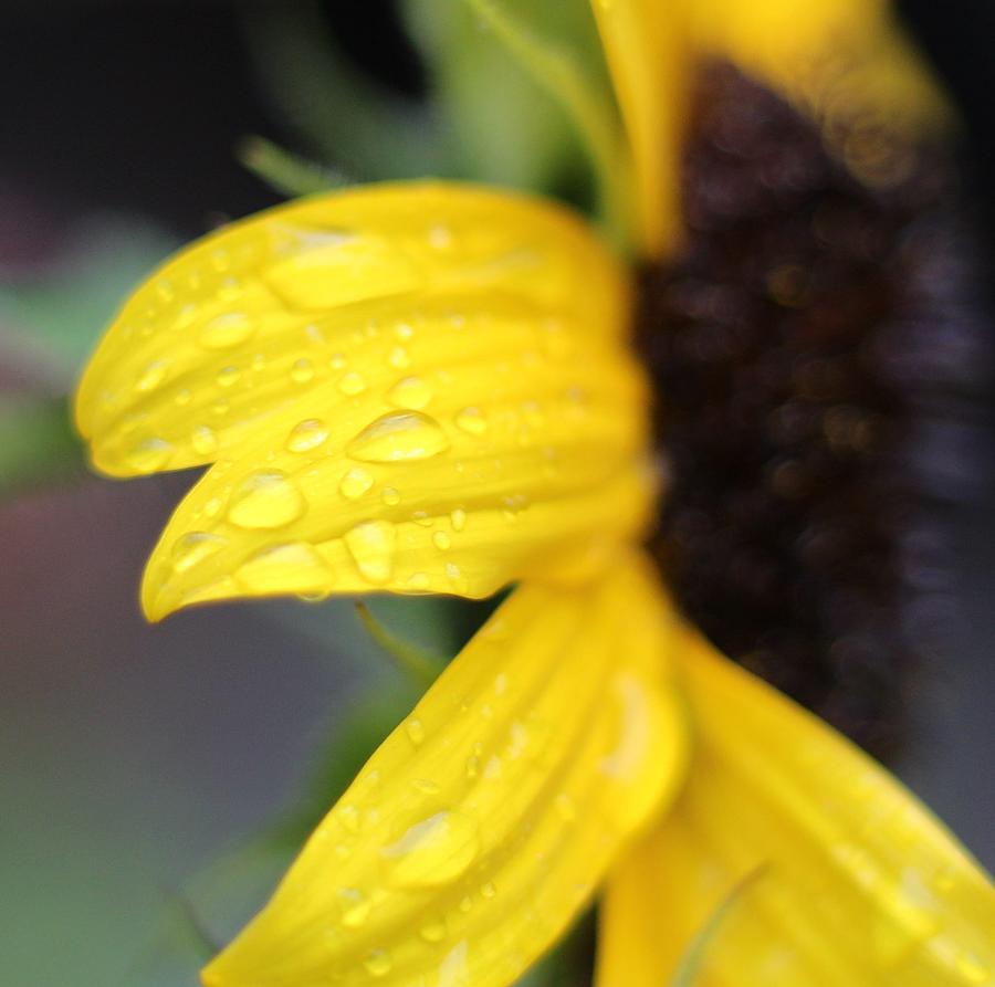 Sunflower Raindrops Photograph by Teresa Souders | Fine Art America