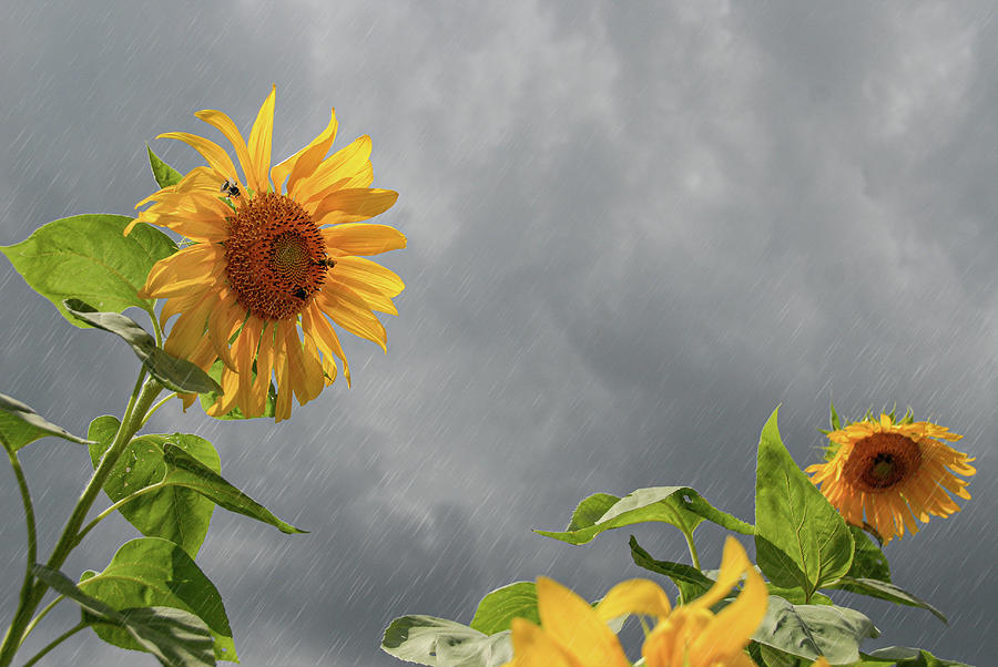Sunflower Rains Photograph by Mark Dottle
