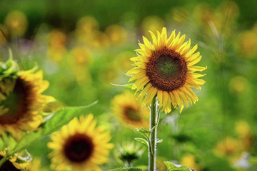 Sunflower Photograph - Sunflower by Randy Bayne