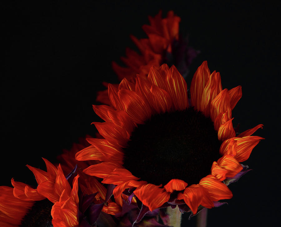 Sunflower Red Photograph by Whispering Peaks Photography