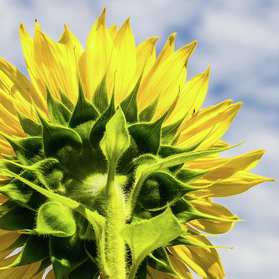 Sunflower Reverse Photograph by Jim Miller
