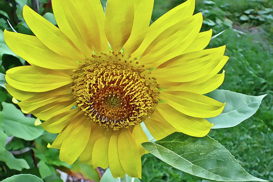 Sunflower Revised Photograph by Farol Tomson