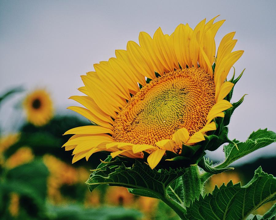 Sunflower  Photograph by Rick Nelson