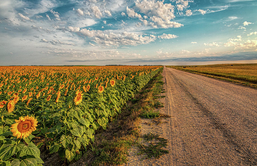 Sunflower Road Photograph by Steve Sullivan