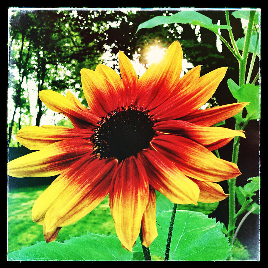 Sunflower Photograph by Robert Dann