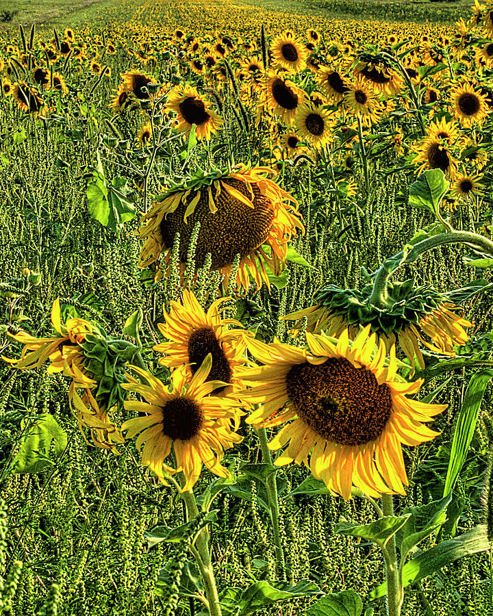 Sunflower Digital Art by Rod Melotte