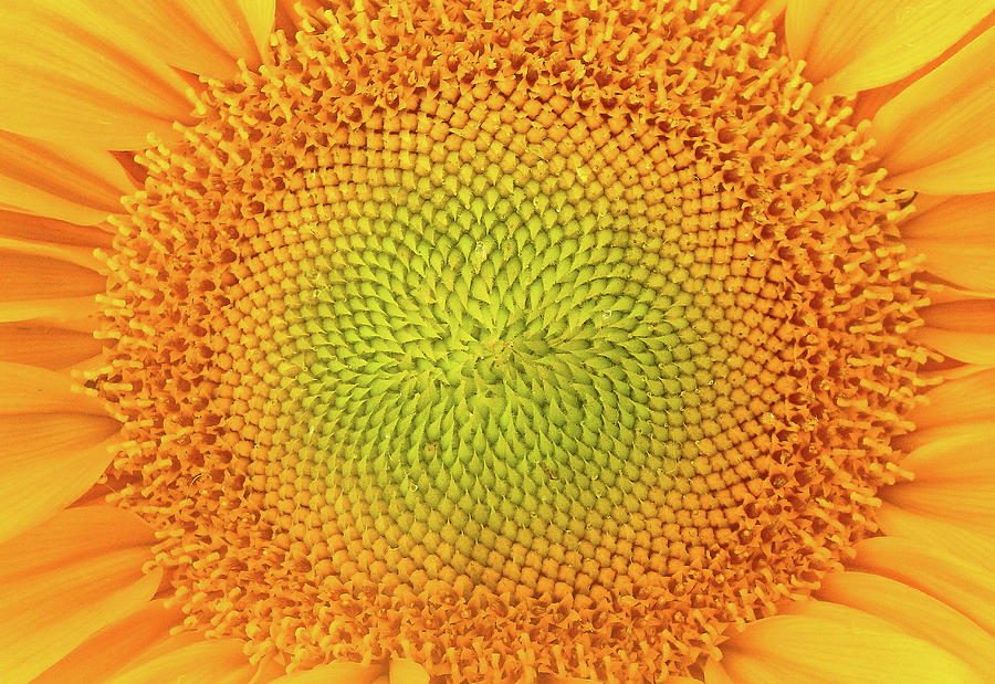 Sunflower Photograph by Roger Mullenhour
