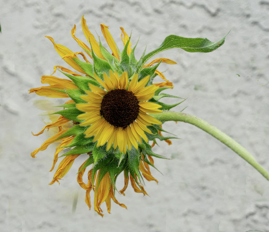 Sunflower  Photograph by Roni Chastain