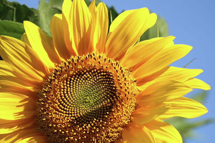 Sunflower Photograph by Russell Hinckley