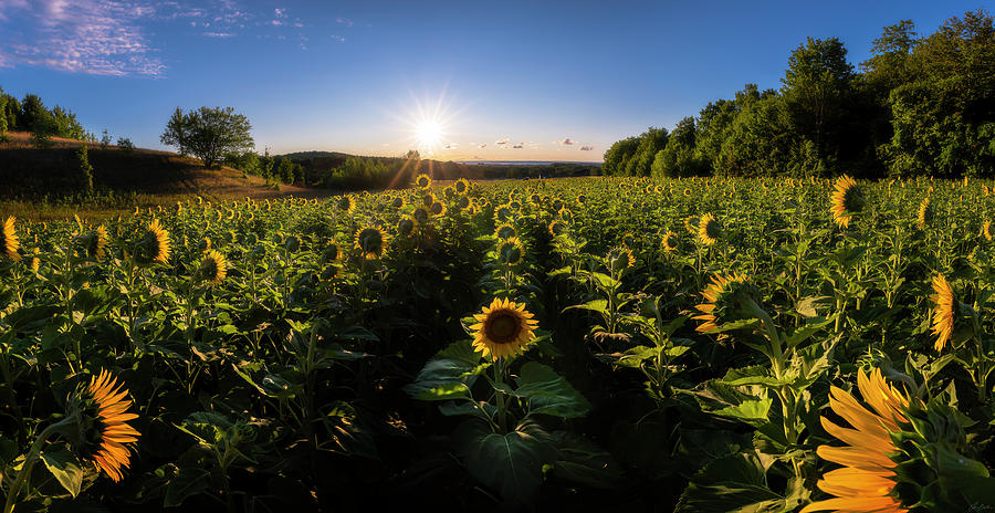 Sunflower Salutations Photograph by Owen Weber