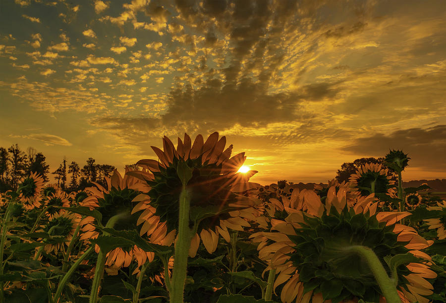 Sunflower Salute Photograph by John Harding
