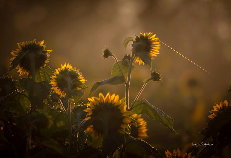 Sunflower scapes  Photograph by Tony DiStefano