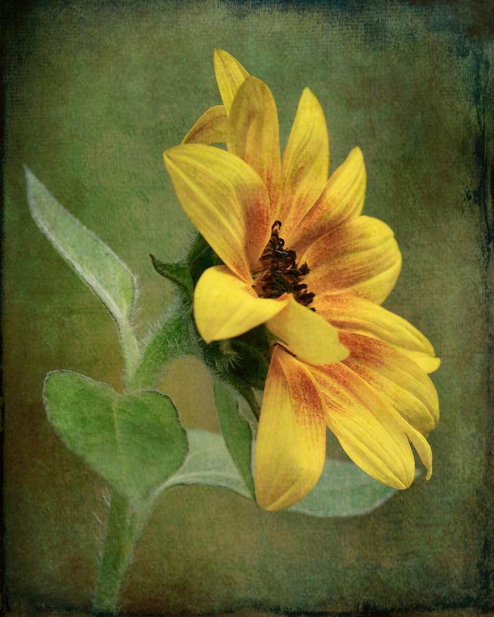 Sunflower Season Photograph by Iina Van Lawick