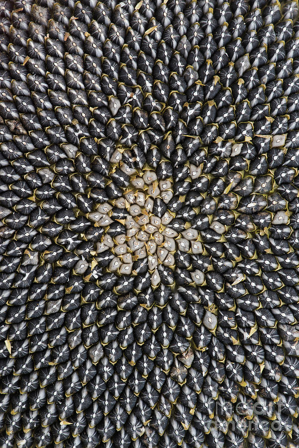 Sunflower Seed Head Pattern Photograph by Tim Gainey