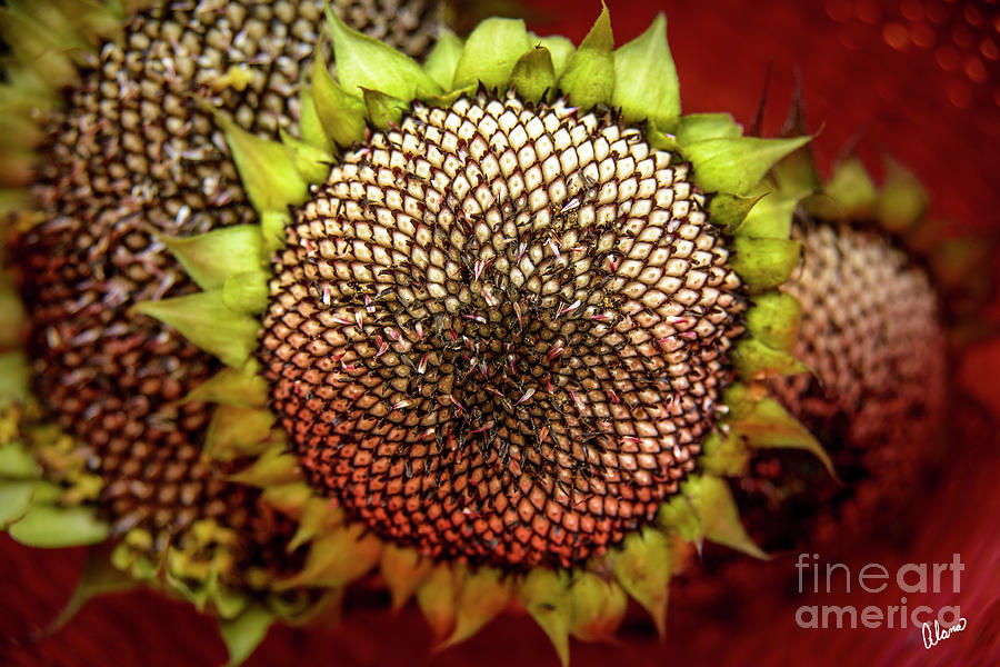 Sunflower Seeds Photograph