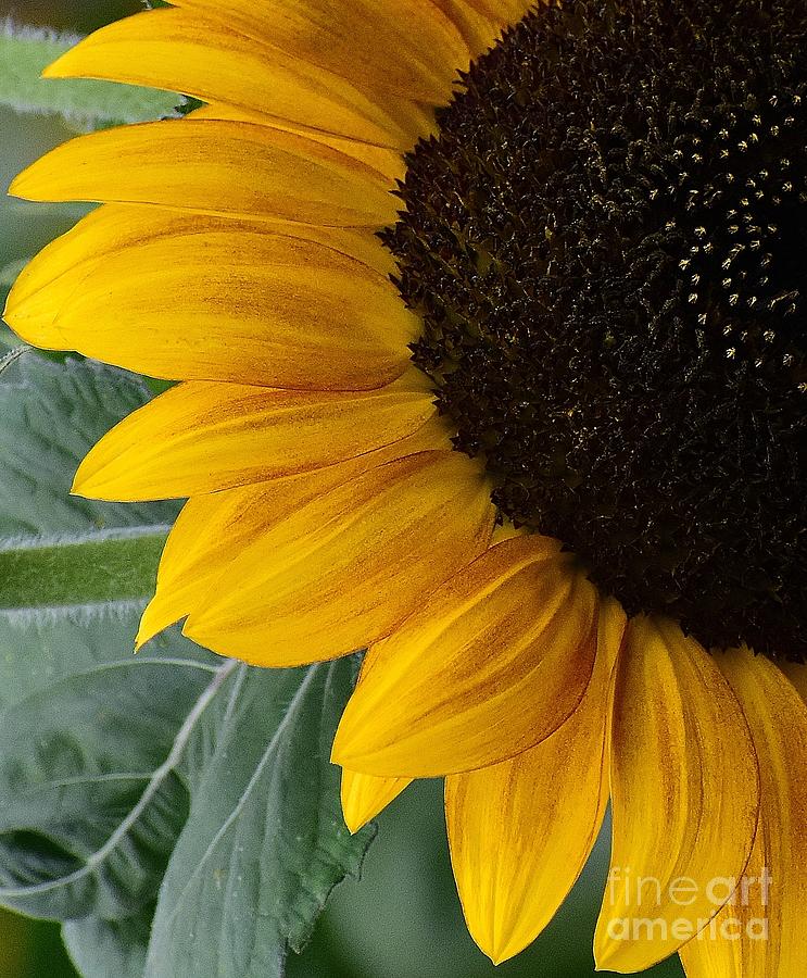Sunflower Sensations Photograph by Jimmy Chuck Smith