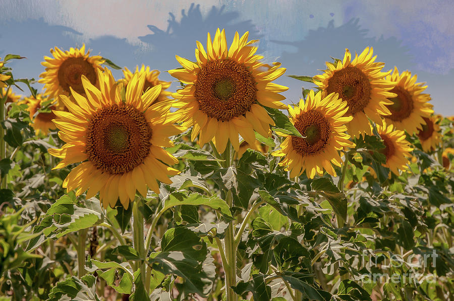 Sunflower Sentinels Photograph by John Bartelt