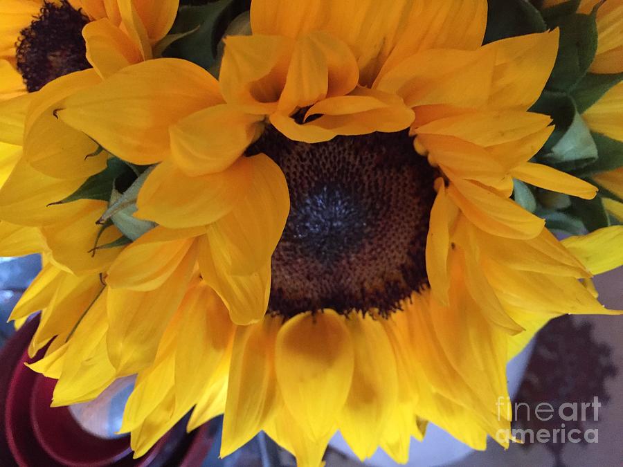 Sunflower Series 1-3 Photograph by J Doyne Miller