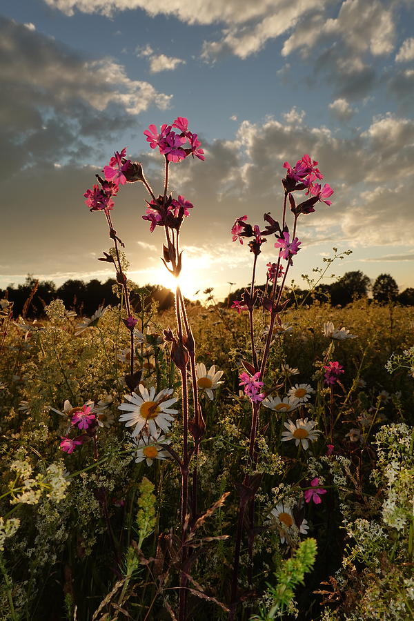 Sunflower Set Photograph by Erik Tanghe