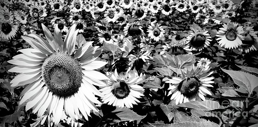 Sunflower Shadows Photograph by Cynthia Roberts - Fine Art America