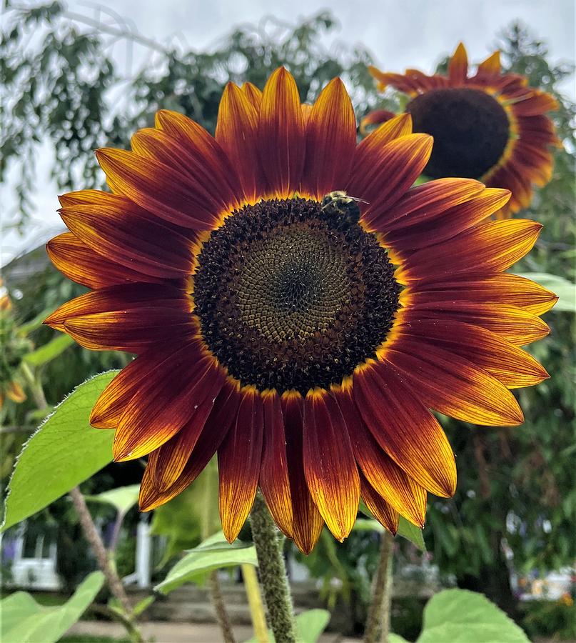 Sunflower Photograph by Shelly Barnhart - Fine Art America