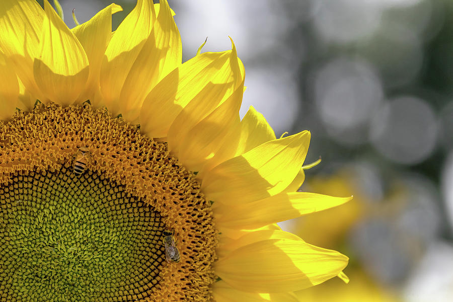 Sunflower Shine Photograph by Mary Amerman