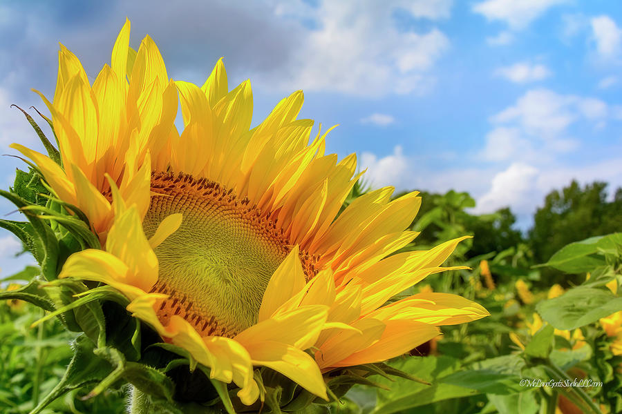 Sunflower Shower Photograph