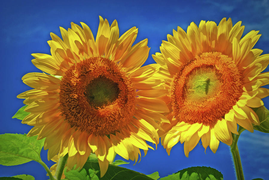 Sunflower Siblings Photograph by Nancy De Flon