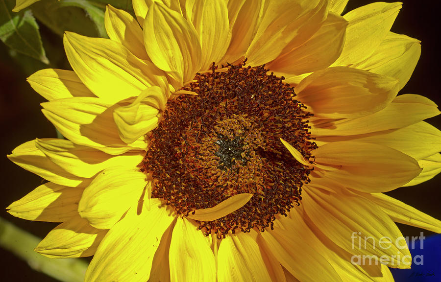 Sunflower-Signed-#7882 Photograph by J L Woody Wooden