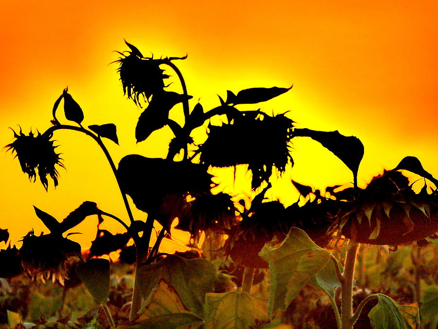 Sunflower Silhouettes Photograph