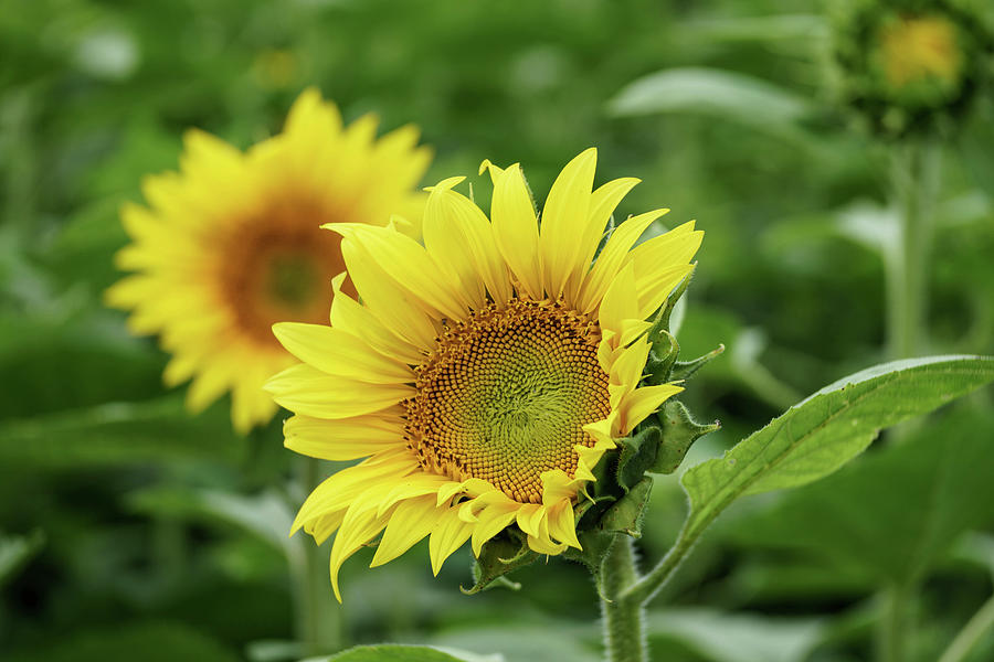 Sunflower Simplicity Photograph by Kimberly Mackowski