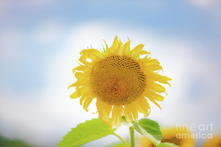 Sunflower Sky Photograph by JCV Freelance Photography LLC