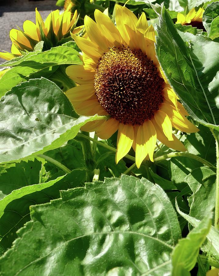Sunflower Manchester CT Photograph by SM Hall Pixels