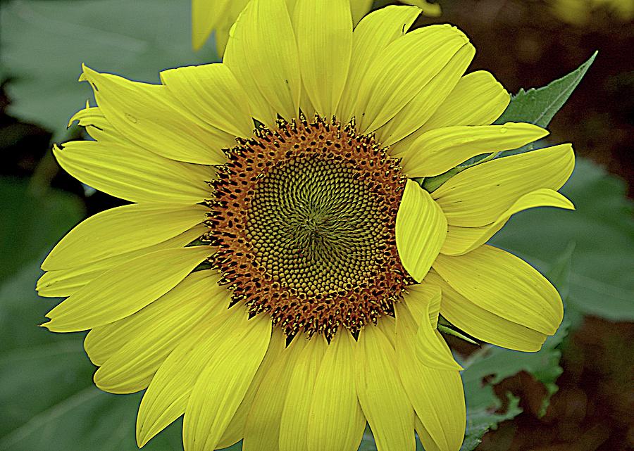 Sunflower Smiles Photograph by Karen McKenzie McAdoo
