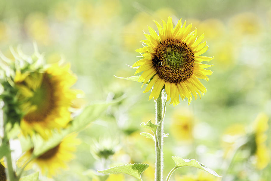 Nature Photograph - Sunflower Soft Light by Randy Bayne