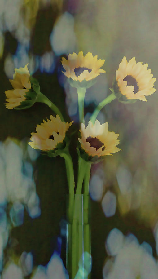 Sunflower Softness Photograph by Roberta Byram