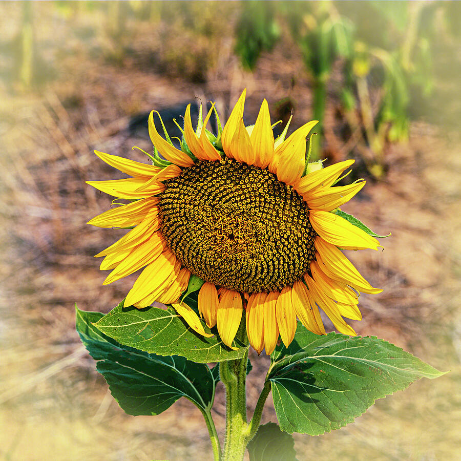 SunFlower Solitare Photograph by William Havle