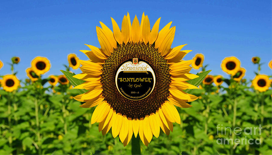 Sunflower song by God on the Brunswick label Digital Art by David Lee Thompson