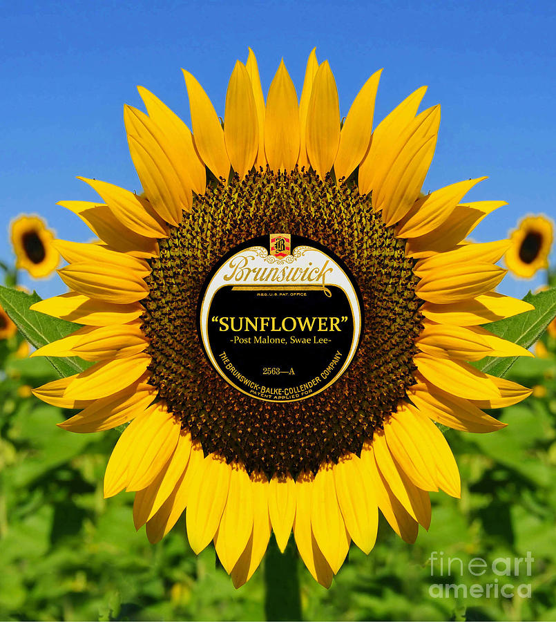 Sunflower song by God on the Brunswick label work B Digital Art by David Lee Thompson