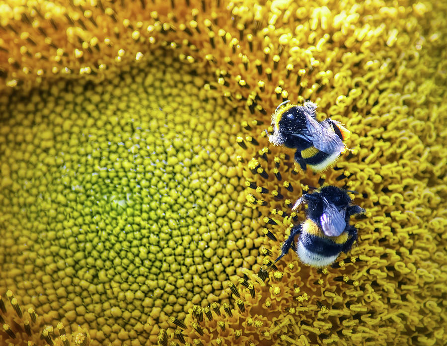 Sunflower Song Photograph By Zita Stankova Fine Art America 7948