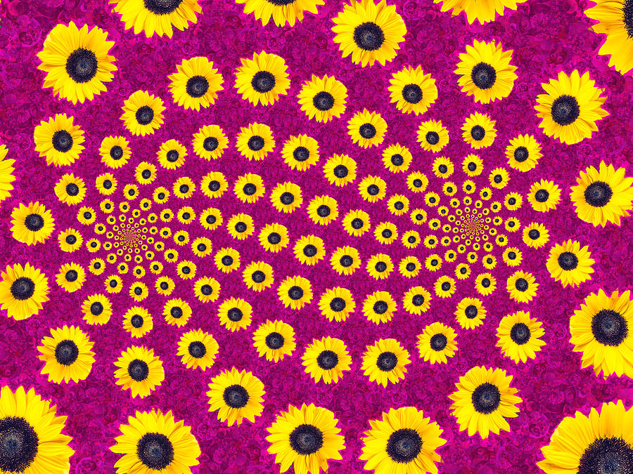 Sunflower Spiral 2 Photograph by Eileen Backman