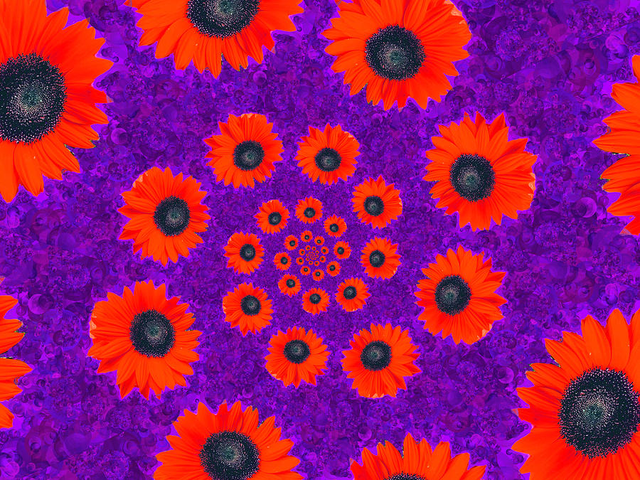 Sunflower Spiral 3  Photograph by Eileen Backman